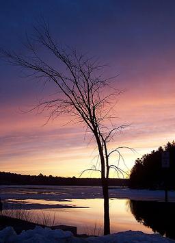 Poema "A un olmo seco"